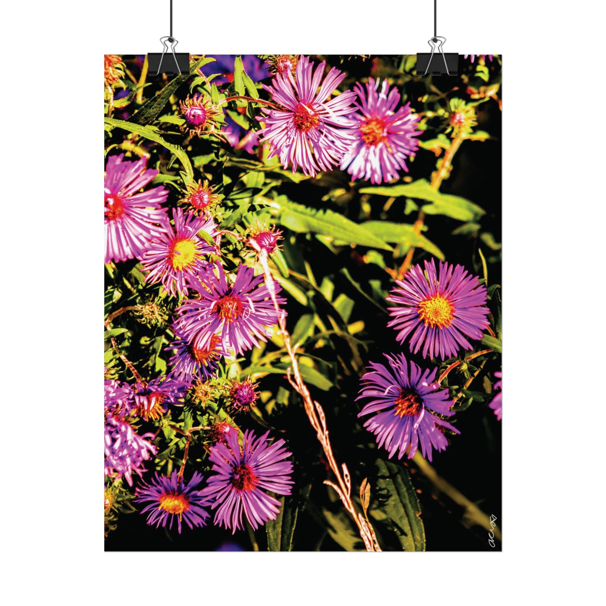 Rolled Poster — Vibrant Purple Aster Floral Wall Art