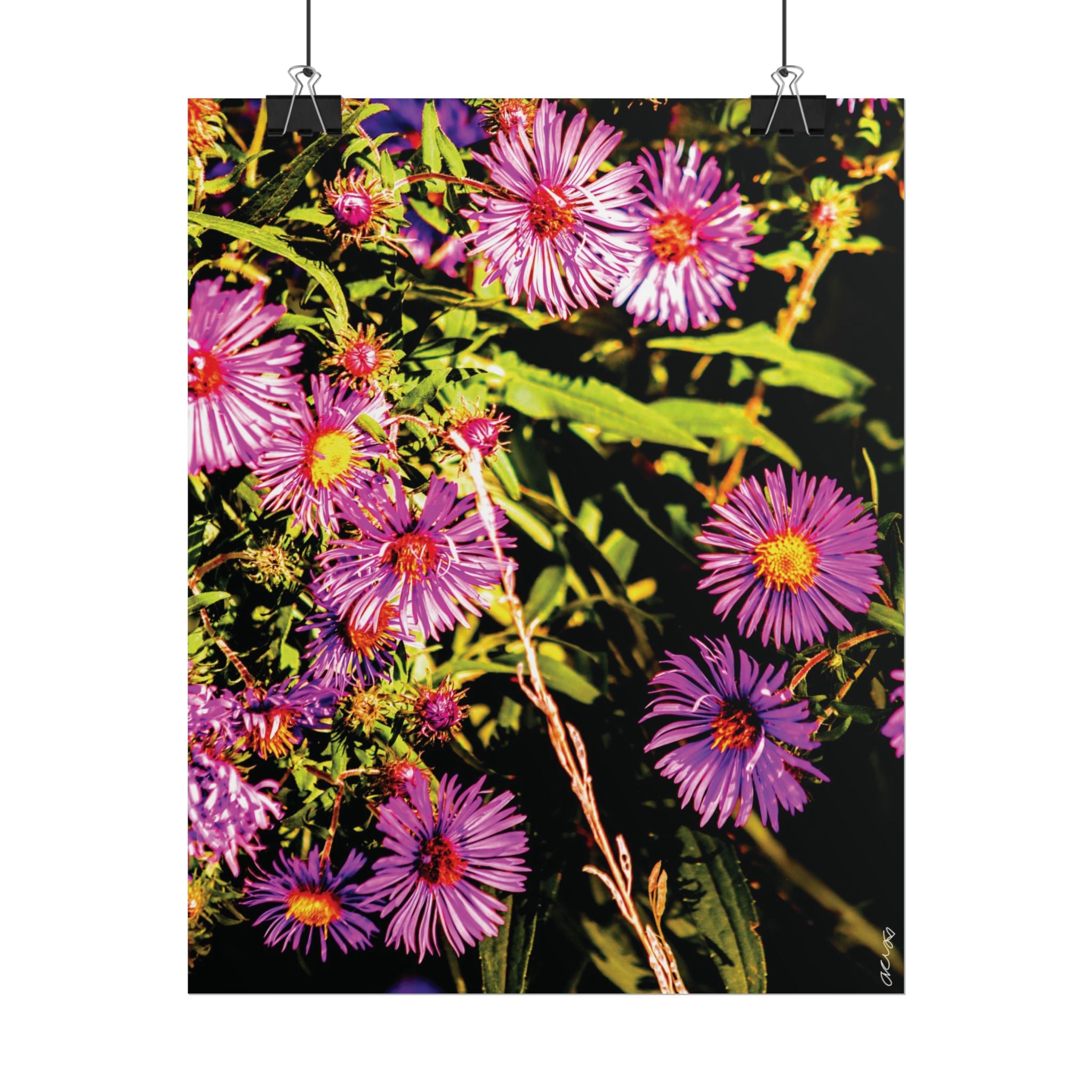Rolled Poster — Vibrant Purple Aster Floral Wall Art