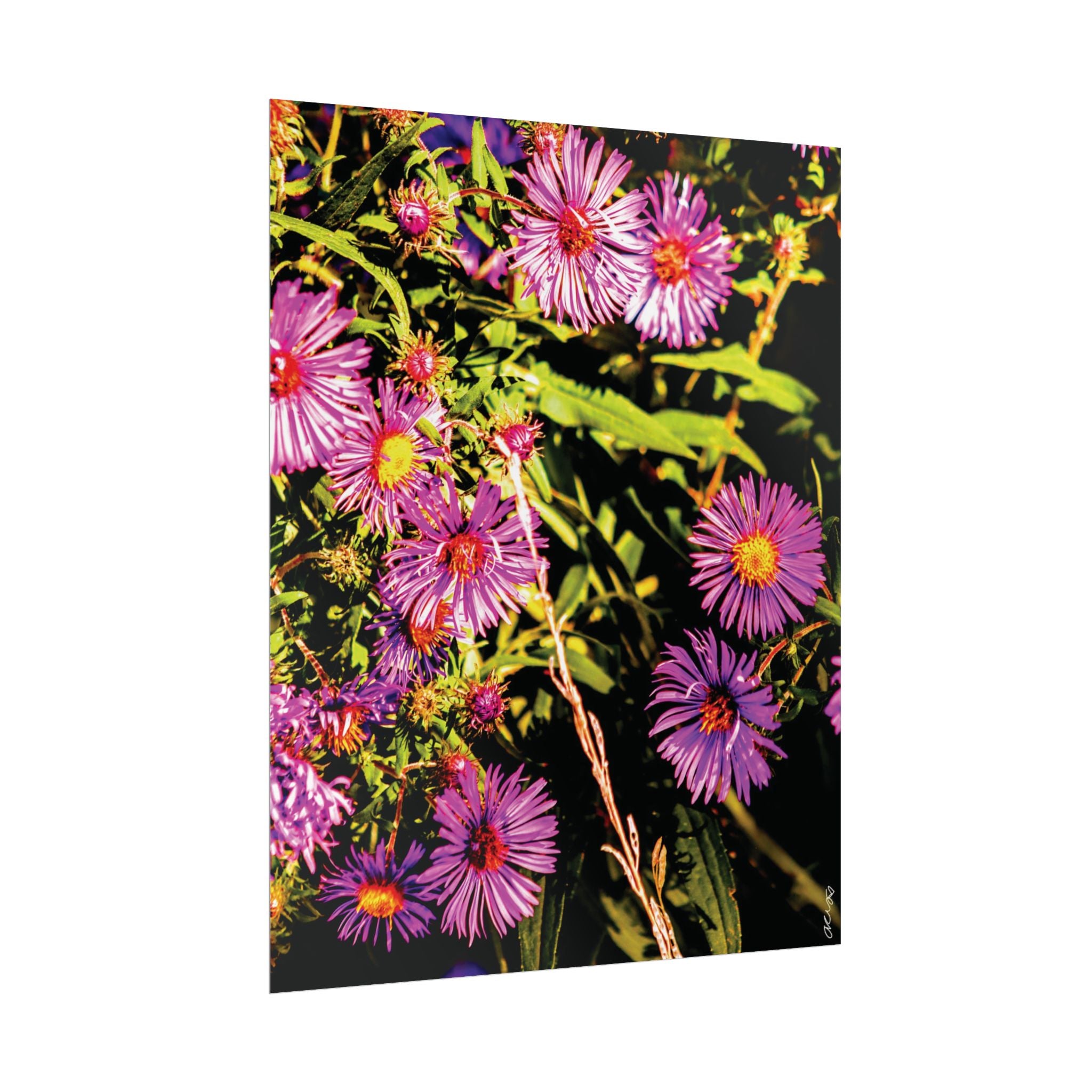 Rolled Poster — Vibrant Purple Aster Floral Wall Art