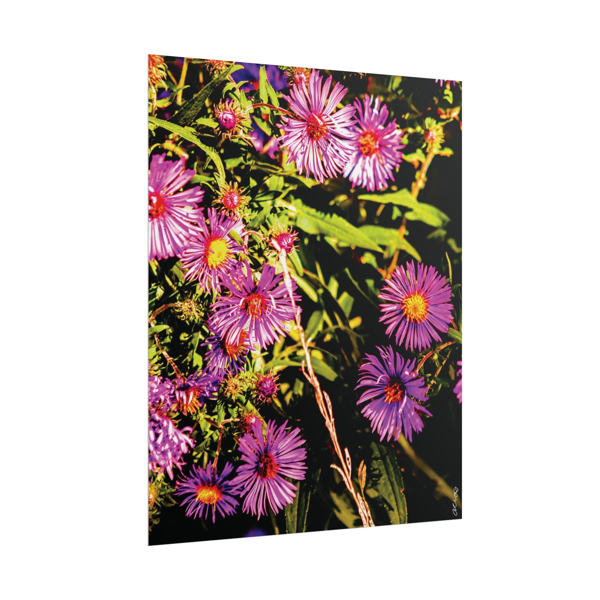 Rolled Poster — Vibrant Purple Aster Floral Wall Art