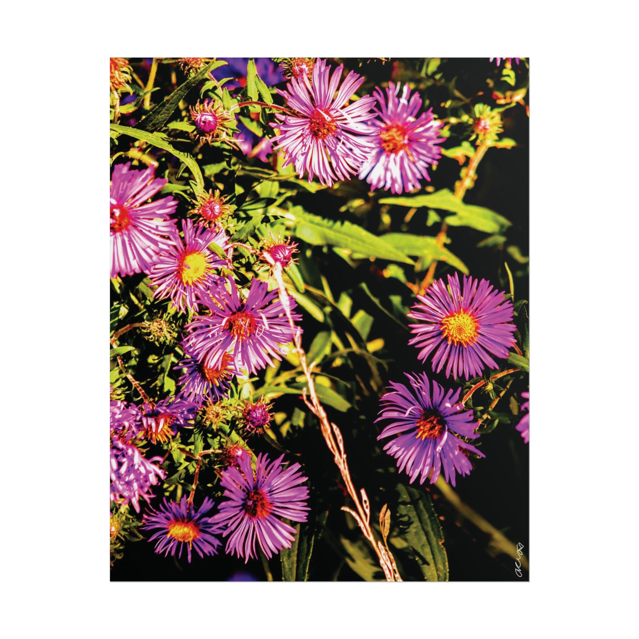 Rolled Poster — Vibrant Purple Aster Floral Wall Art